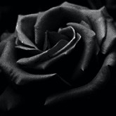 schwarze-rose